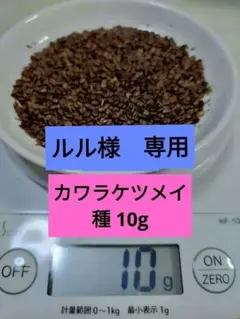 カワラケツメイ　種　１０g　ルル様　専用
