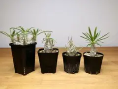 パキポディウム グラキリス 実生3年 多頭⑥ おまけ付 パキポディウム グラキリス 実生3年目 鉢付き 塊根植物 観葉植物