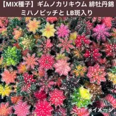 2026年最新】サボテン、の人気アイテム - メルカリ