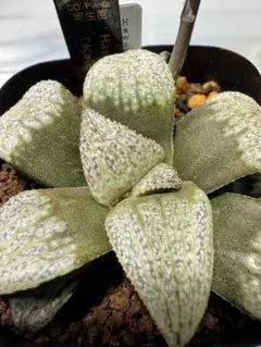 ハオルチア プペスケンス 3点セット 多肉植物：ハオルチア プベスケンス*L 幅7cm : 遊恵盆栽 Yahoo