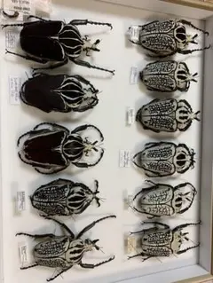 90mm】シラフゴライアスオオツノハナムグリ昆虫標本 - メルカリ