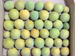 東京産 1.2kg 新鮮 梅 産地直送 梅酒 梅シロップ用のサムネイル
