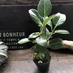 B級品/大型観葉植物】白い幹がおしゃれで魅力♪フィカス