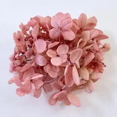 SS 様専用ページです♪アジサイ　＊ピンクライム　大地農園