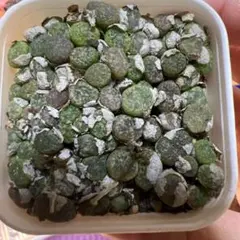 夕里奈様 リクエスト 2点 まとめ商品