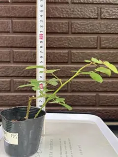 567 バラ苗 バラ挿し木苗 あ - メルカリ