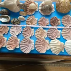 貝殻標本 ウミギクガイ チリボタン 20個セット海菊 二枚貝 貝 珍品