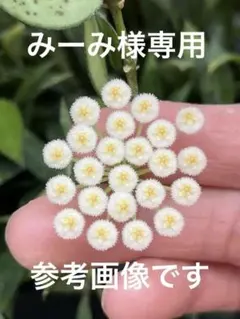 ホヤ　ラクノーサ　2寸鉢　花芽あり　みーみ様専用
