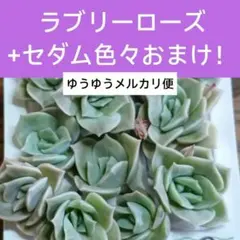 【①ラブリーローズカット苗】+セダム色々入るだけ！！寄せ植えセット