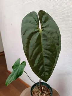 2026年最新】アンスリウムの人気アイテム - メルカリ