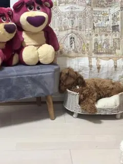 고양이 모양의 패브릭 자석 꽃 야생화