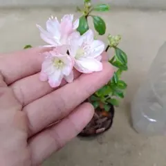 たぁー様 リクエスト 5点 まとめ商品