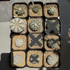 C【Astrophytum】アストロフィツム V兜 実生株 11株セット C【Astrophytum】アストロフィツム V兜 実生株 11株セット - メルカリ