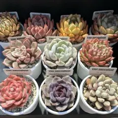 2026年最新】リエール苗の人気アイテム - メルカリ