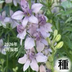 採れたて♪ お洒落な花色♪ 千鳥草 ラークスパー アールグレイ 種25粒+αのサムネイル