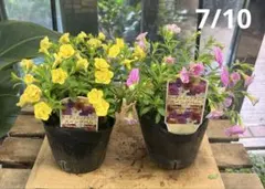 八重咲きカリブラコア　スイングベル　ダブル　3.5寸ポットごと2個　苗　植物のサムネイル