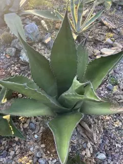 ☆*☆様 【希少/300円スタート】リップルエフェクト　子株　サルミアナ　フェロ 2025年最新】Yahoo!オークション -サルミアナ フェロックスの