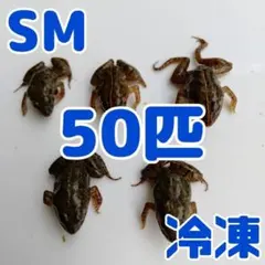 冷凍ヌマガエル】L 餌用カエル 100匹 エサ用 爬虫類 蛇の餌 ヘビの餌