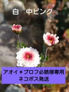 アオイ＊プロフ必読様専用　ネコポス発送　小菊　寒菊　菊　苗　白に中ピンク