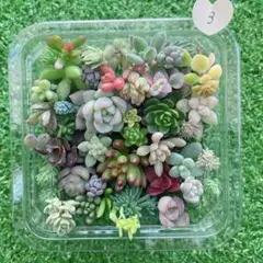 ☆多肉植物　セダムカット苗詰め合わせ③