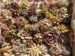 YOU様専用　多肉植物カット苗　詰め合わせ①