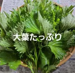 大葉たっぷりのサムネイル
