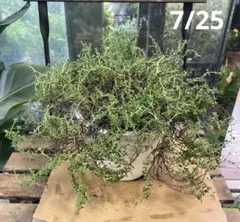 タイム　ドーンバレー　5寸鉢ごと　ハーブ　苗　植物のサムネイル