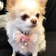 2025年最新】トリミングチョーカー クリスマスの人気アイテム - メルカリ