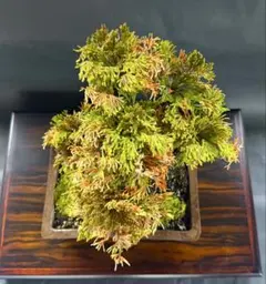 たかぴ様 リクエスト 2点 まとめ商品