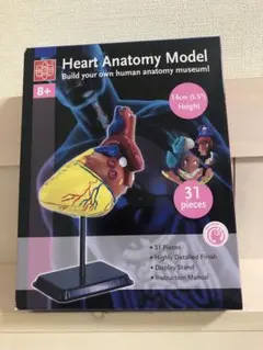 2026年最新】心臓模型の人気アイテム - メルカリ