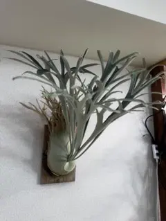 Veitchii wild vp#10 OC ベイチーワイルド 子株 - メルカリ