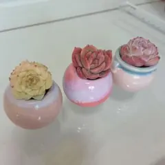 そのまま飾れる多肉セット　ピンク陶器鉢　ミニサイズ　3点セット