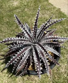 Dyckia 'Smilodon' Amazonico Hyb ディッキア - メルカリ