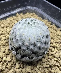 マミラリア エルサム サボテン ふわふわ 棘なし サボテン - メルカリ