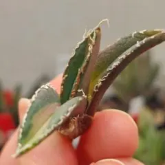 ツナティ様 リクエスト 3点 まとめ商品