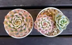 2026年最新】ラブリーローズ錦の人気アイテム - メルカリ