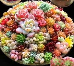 No3大人気韓国苗『ティンカーベル』、『花団錦』入り多肉カット苗セット