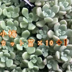 2026年最新】つぶつぶ屋 小梅の人気アイテム - メルカリ