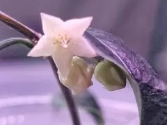 よ*ー様 在庫セール　珍種　ホヤ　メデューサ Hoya Medusa サクララン