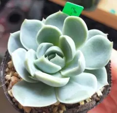 ミックスベリア ピーチック おらいさん 抜き苗 多肉植物 - メルカリ