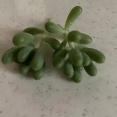 春萌 セダム 寄せ植え カット苗 多肉 - メルカリ