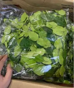 生コブミカン500g+ホムデンオマケ。普通温度発送 2026年最新】こぶみかんの人気アイテム - メルカリ