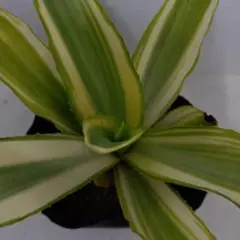 アガベ　ジョーホーク　子株　在庫無し s13804-3.jpg