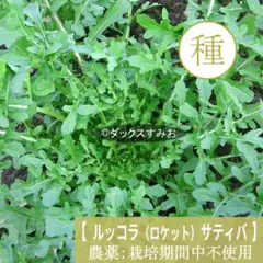 【 ルッコラ(ロケット) サティバ 】　種 100粒　一年草 ハーブ 葉菜