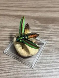 タマムシ飛翔標本 スラウェシのオーロラルリタマムシ - メルカリ