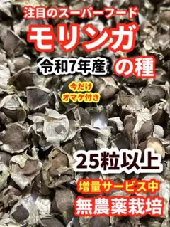 専用★モリンガの種【25粒】➕他2点⭕️複数ご購入で300円が250円に‼️