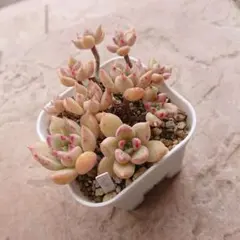 血斑入りアリエル 韓国苗 葉挿し 多肉植物 血しぶき - メルカリ