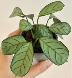 マランタ クテナンテ アマグリス ねこチップ植え 抜き苗