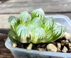 gakky様 リクエスト 2点 まとめ商品