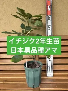 イチジク苗　日本黒品種アマ　2年生苗のサムネイル